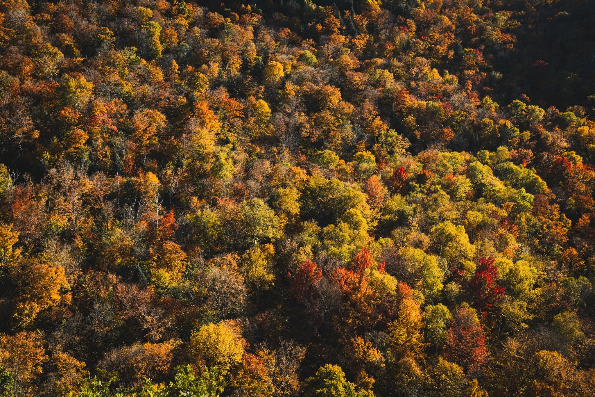 A tapestry of autumn hues blankets the forest, with vibrant yellows, oranges, and reds weaving a rich, textured mosaic across the landscape.