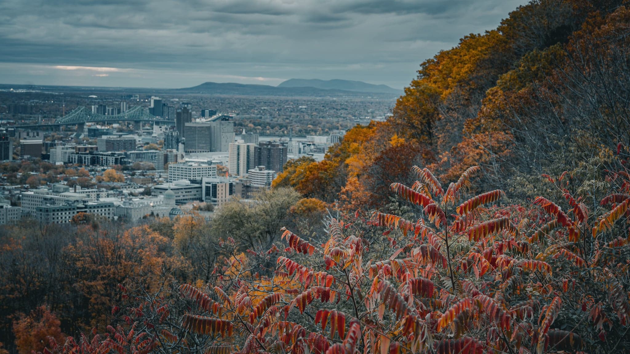 Autumn leaves blaze against a muted cityscape, where the urban horizon meets the soft gray of a brooding sky.