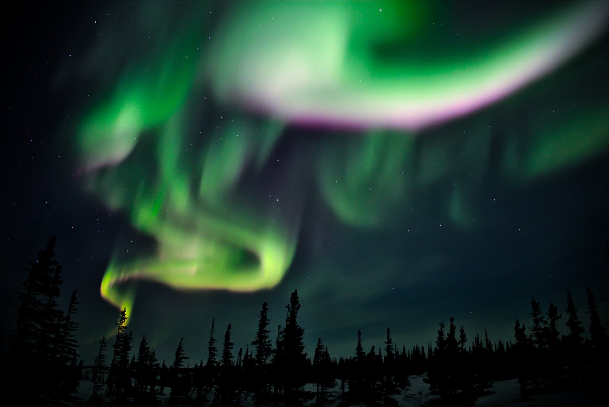 Vibrant auroras dance across the night sky, their luminous greens and purples swirling above a silhouette of dark, whispering pines.