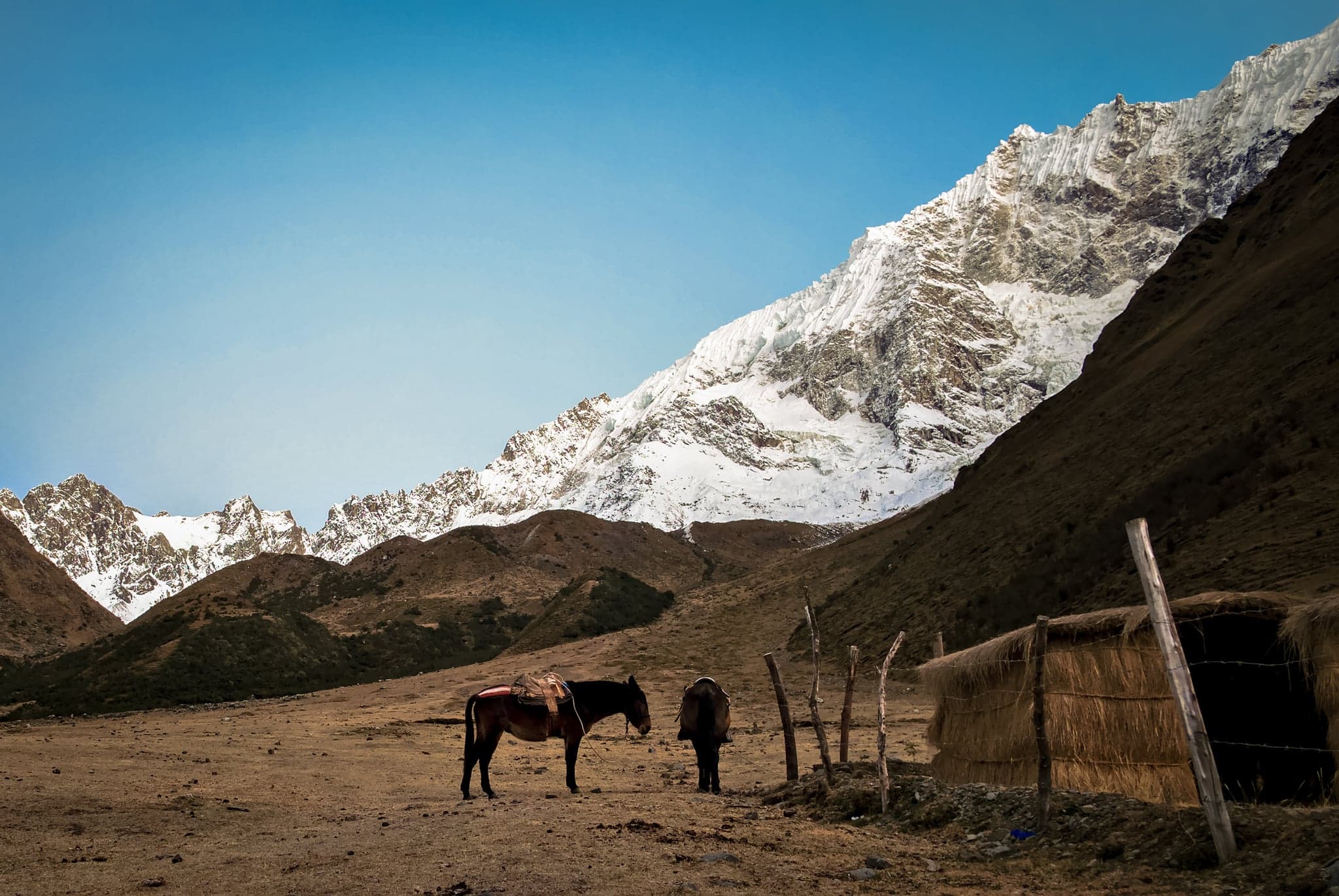 Two horses graze peacefully beneath a towering snow-capped peak, a rustic fence framing the tranquil scene against a vast, clear sky.