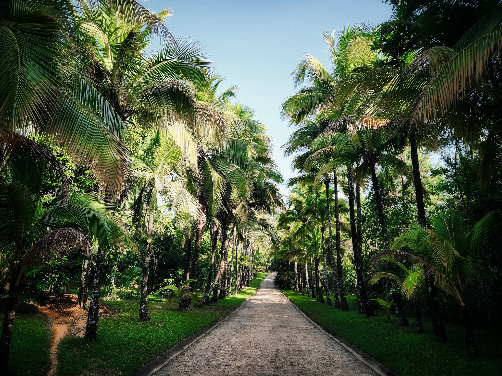A sunlit path winds through towering palm trees, their fronds whispering secrets in the gentle breeze, inviting wanderers into a tropical embrace.
